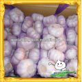 China normal white garlic best low price